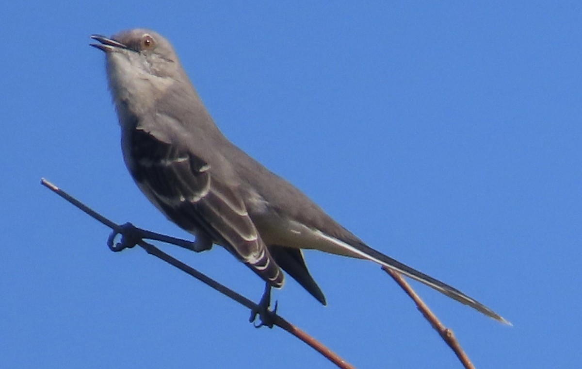Northern Mockingbird - ML643095962
