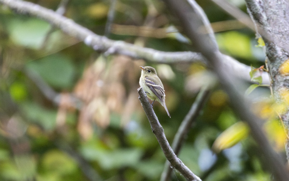 Yellow-bellied Flycatcher - ML643095966