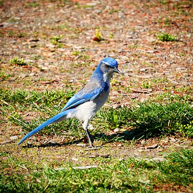 California Scrub-Jay - ML643095969