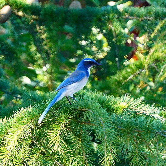 California Scrub-Jay - ML643095970