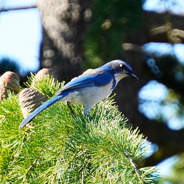 California Scrub-Jay - ML643095971