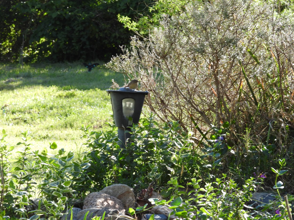 Southern House Wren - ML643095973