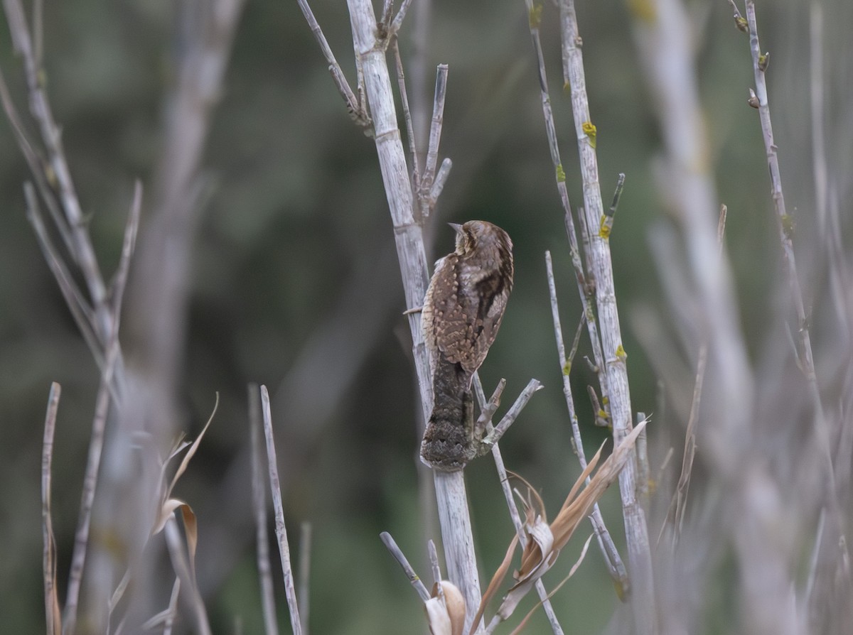 Eurasian Wryneck - ML643095979