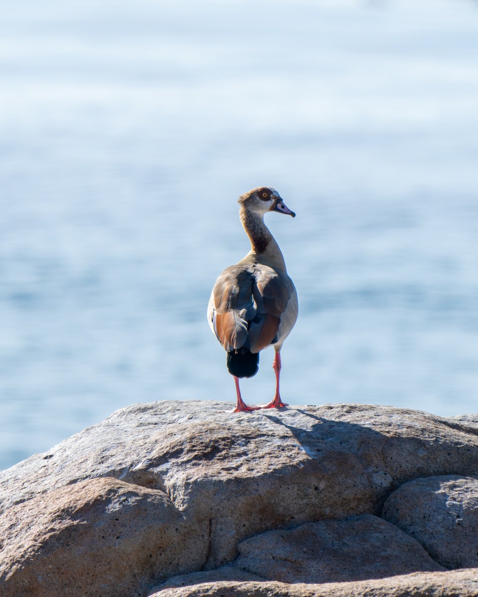 Egyptian Goose - ML643095981