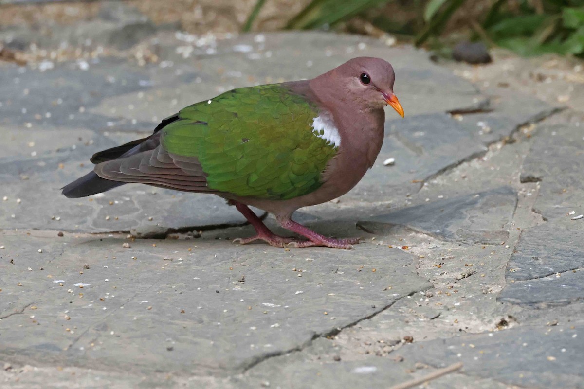 Pacific Emerald Dove - ML643095986