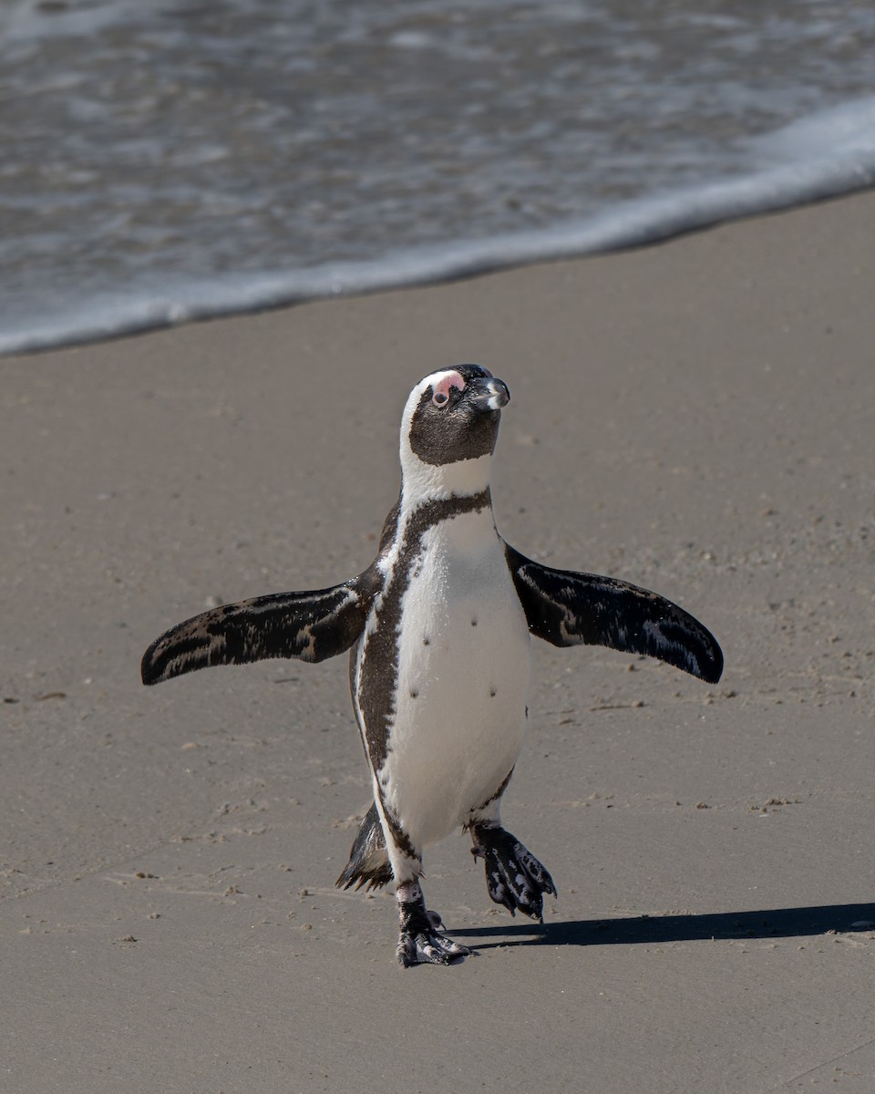 African Penguin - ML643095995
