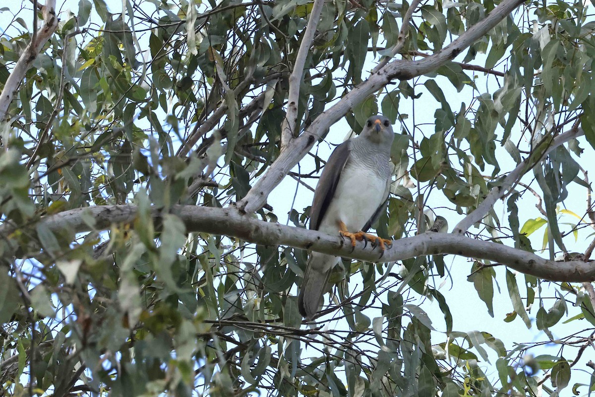 Gray Goshawk - ML643095997