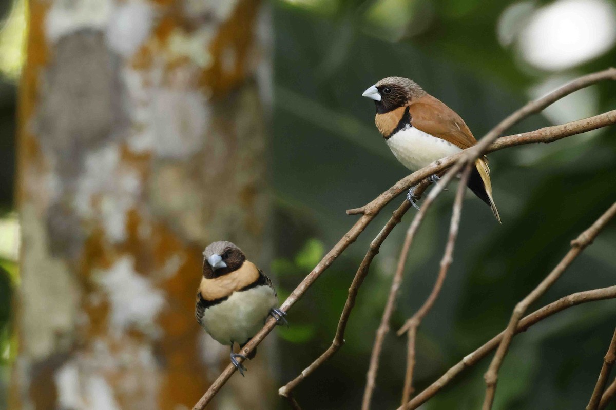 Chestnut-breasted Munia - ML643096012