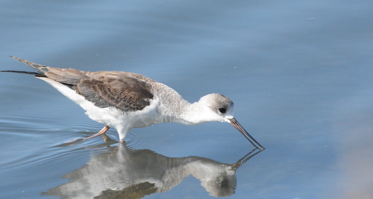 Black-winged Stilt - ML643096022