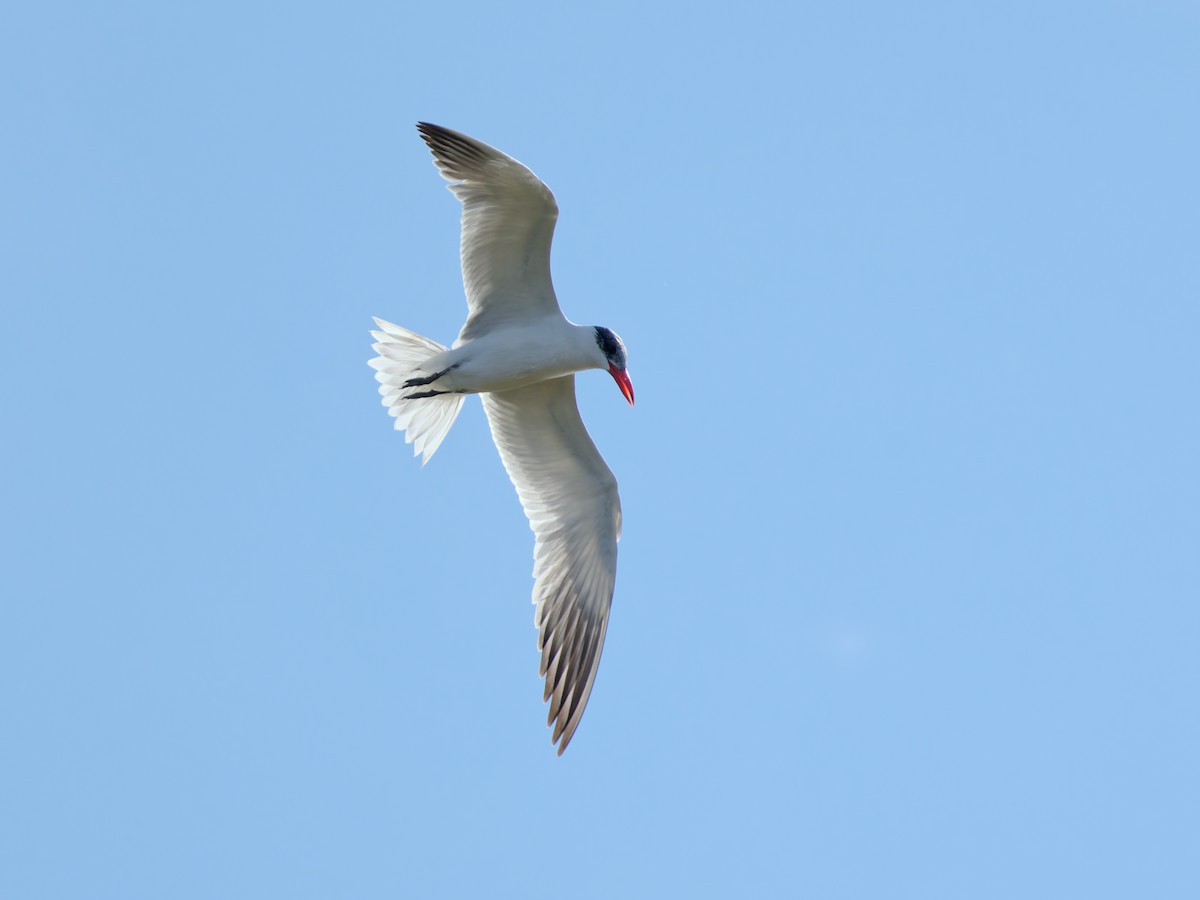 Caspian Tern - ML643096025