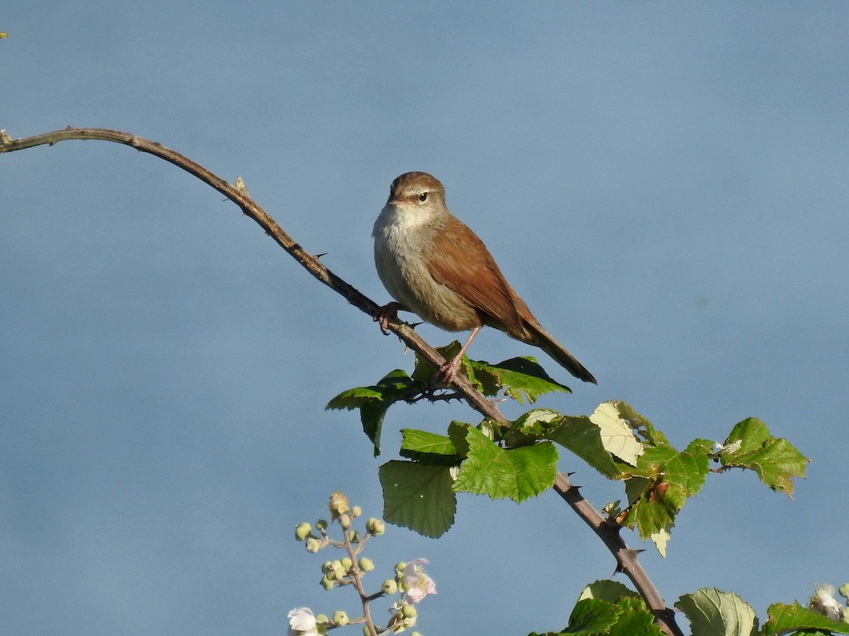Cetti's Warbler - ML643096041