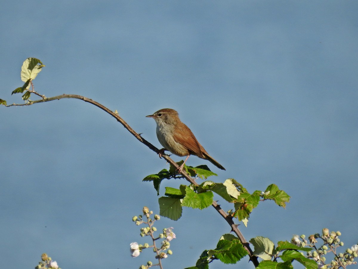 Cetti's Warbler - ML643096042