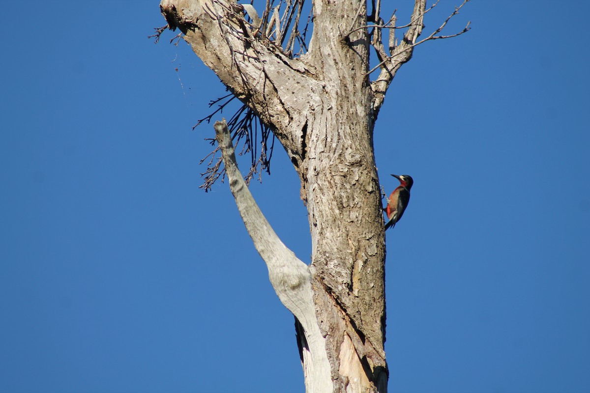 Puerto Rican Woodpecker - ML643096046