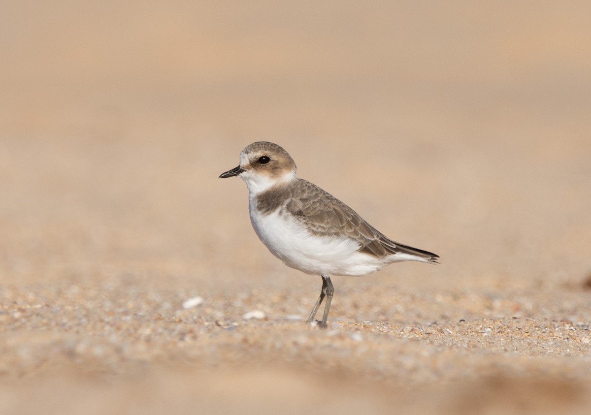 Kentish Plover - ML643096073