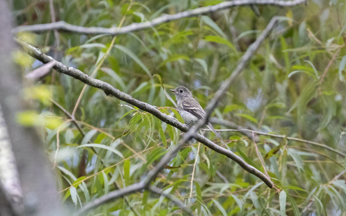 Least Flycatcher - ML643096090