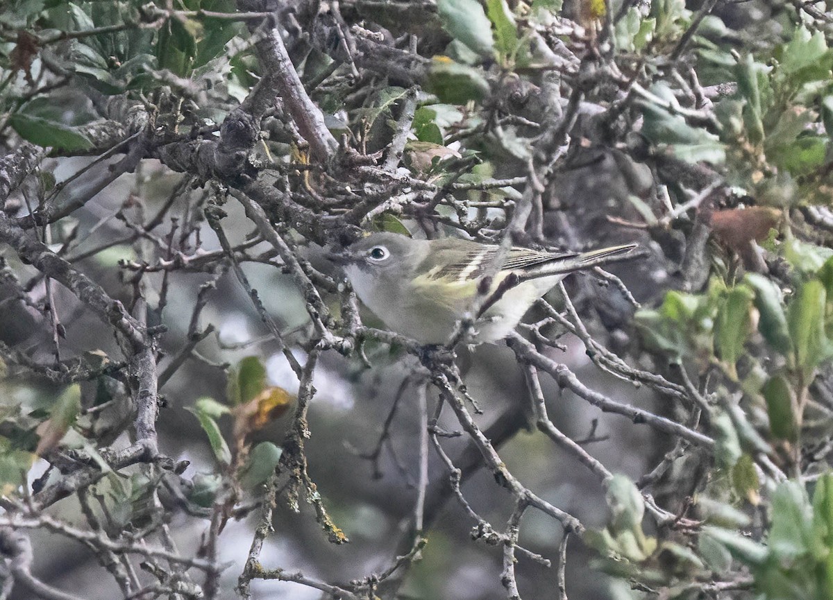 Vireo de Cassin - ML643096091