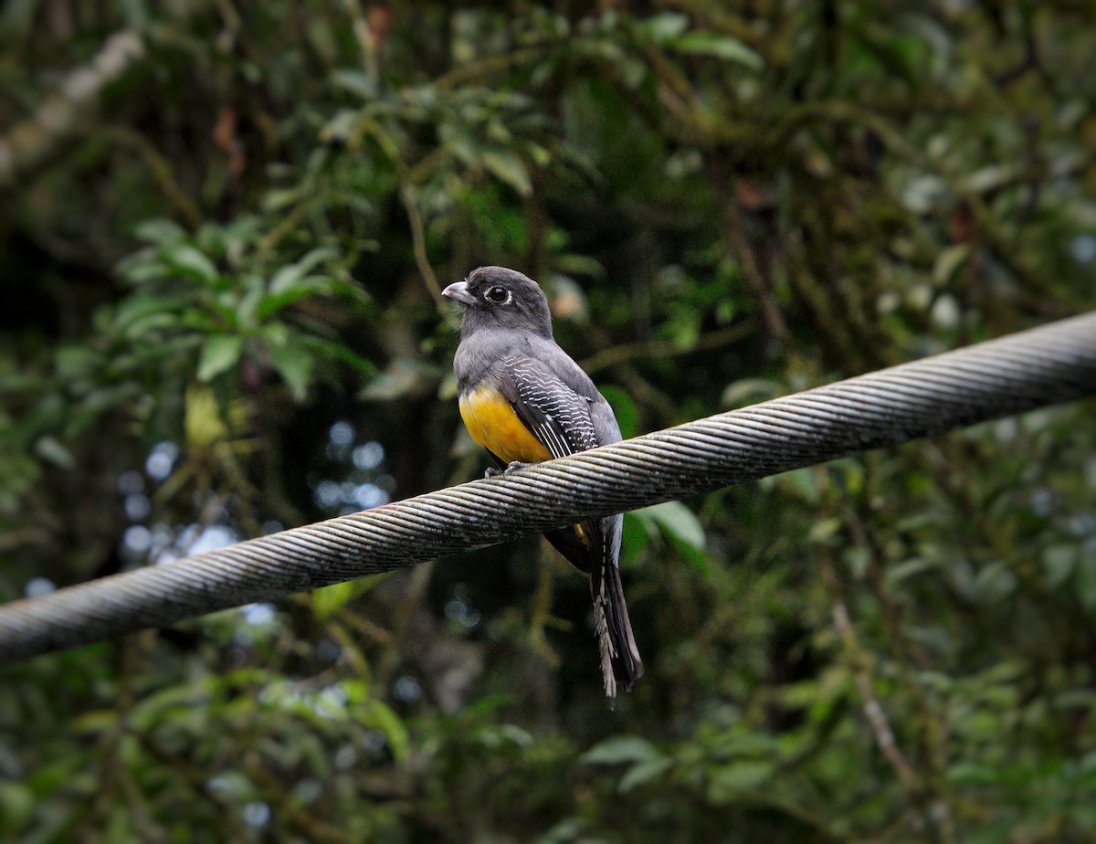 Trogon pattu - ML643096138