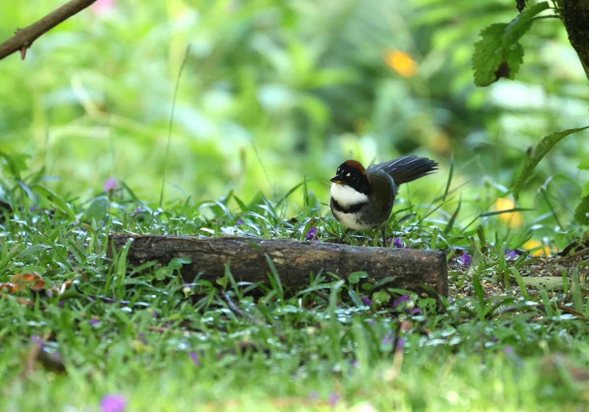 クリボウシヤブシトド - ML643096140
