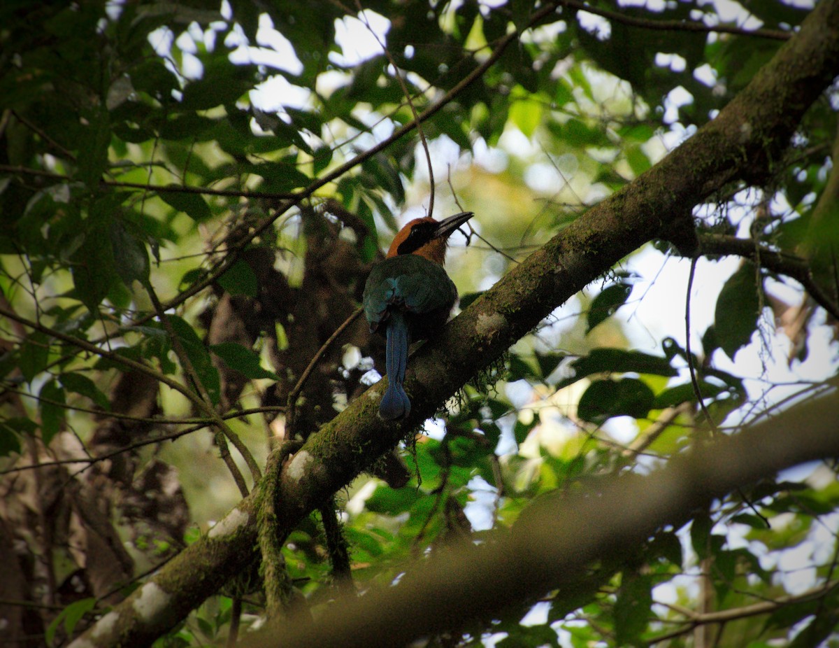 Motmot roux - ML643096144