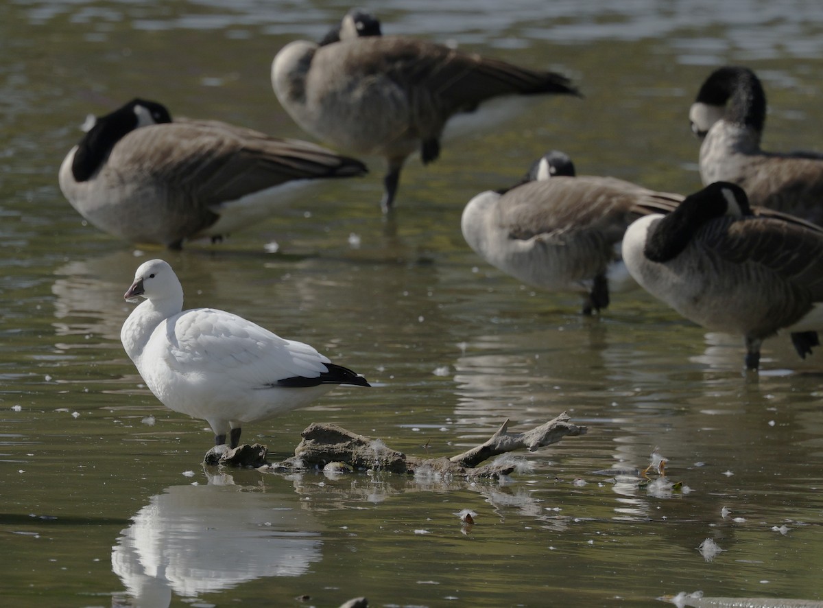 Ross's Goose - ML643096145
