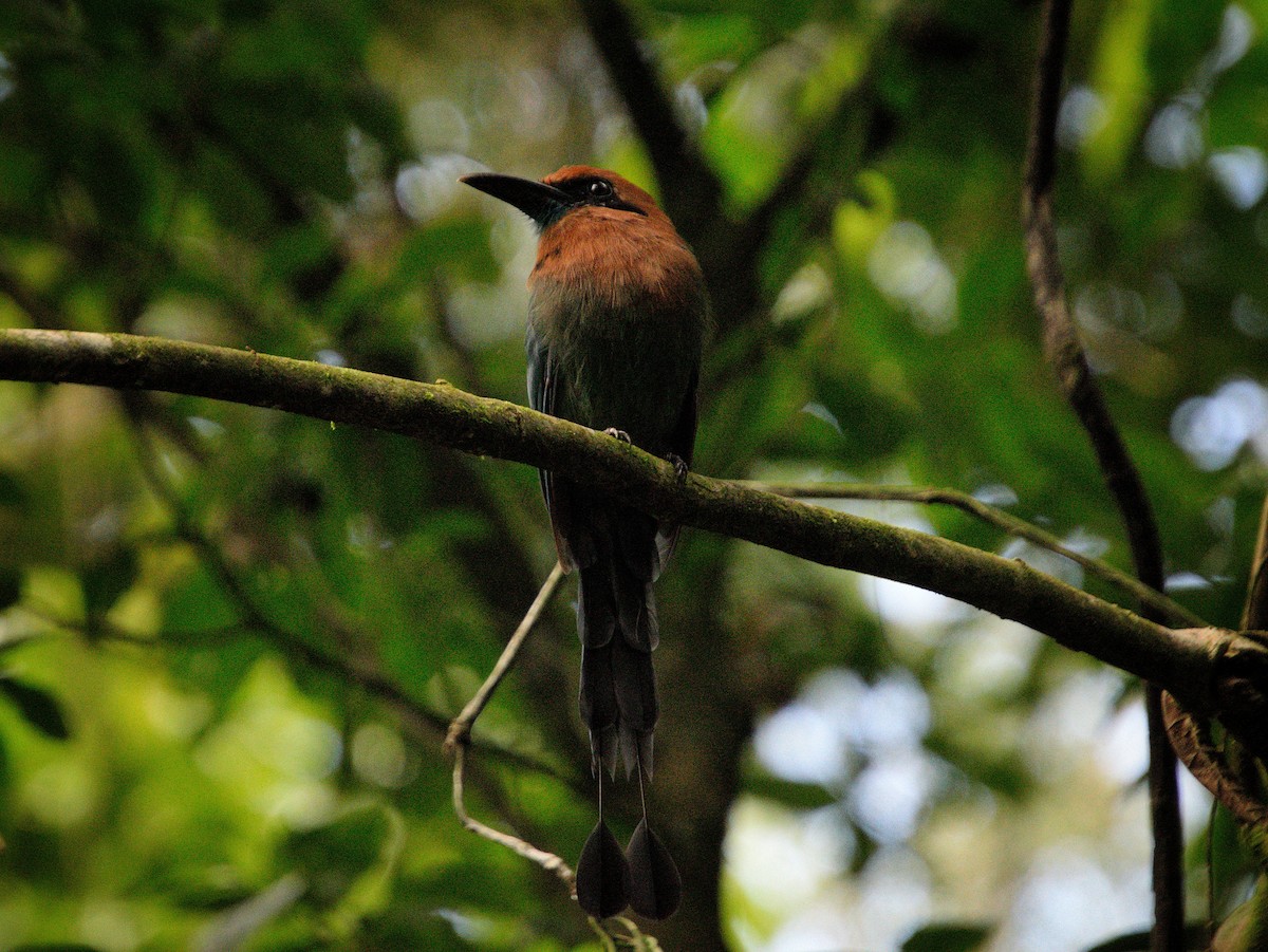 Motmot à bec large - ML643096152