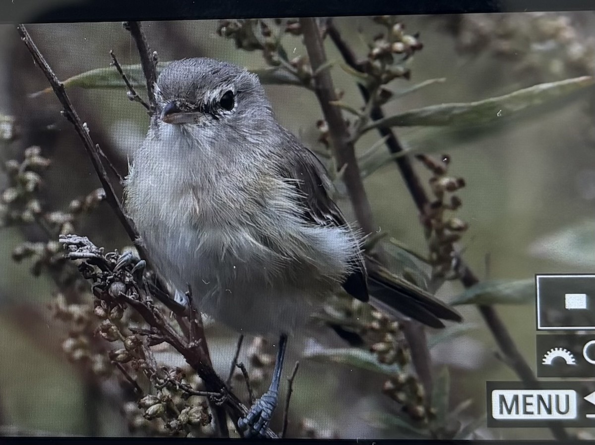 Braunaugenvireo (pusillus) - ML643096164