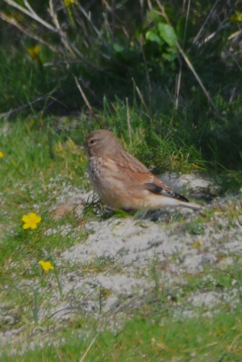 Eurasian Linnet - ML643096177