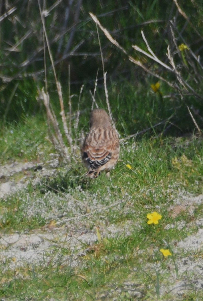 Eurasian Linnet - ML643096178