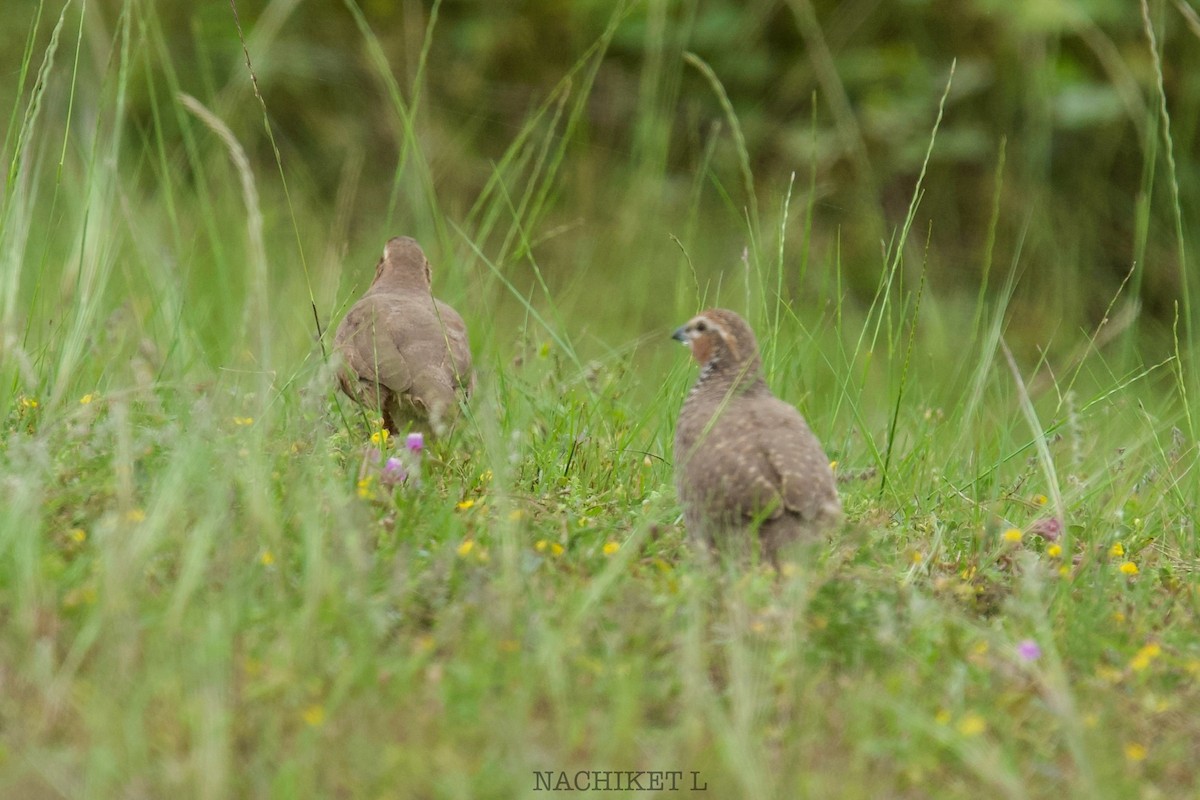 Rock Bush-Quail - ML643096181