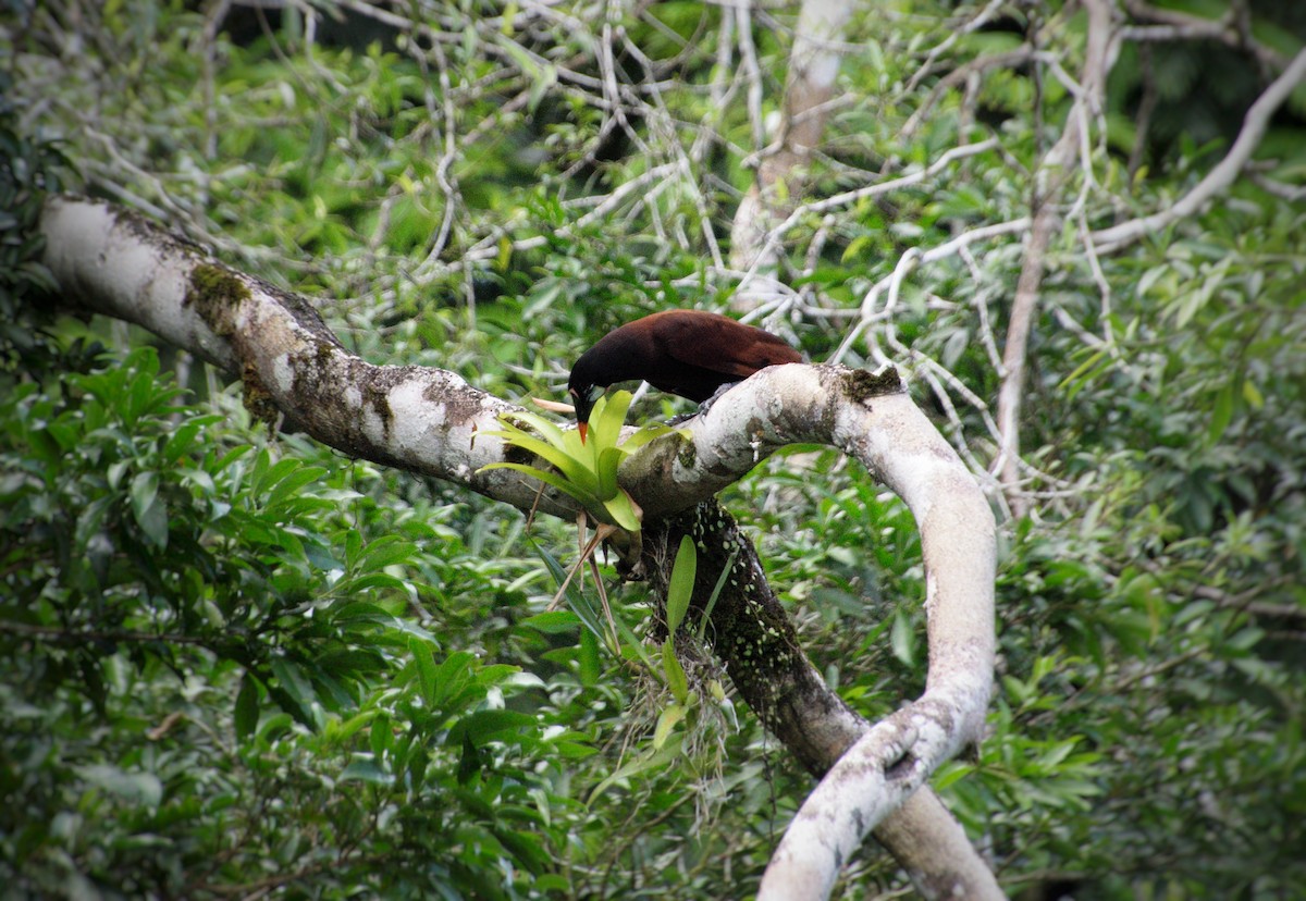 Cassique de Montezuma - ML643096221