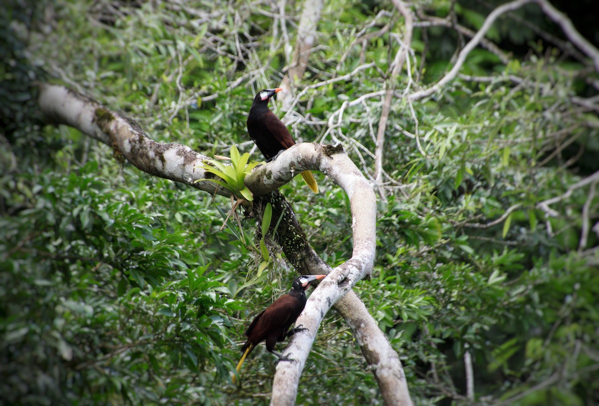Cassique de Montezuma - ML643096222