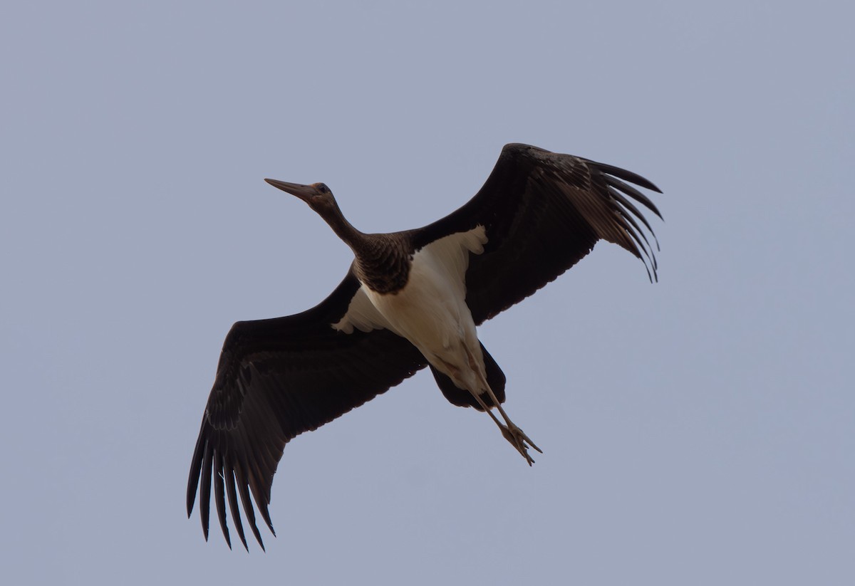 Хар өрөвтас - ML643096224
