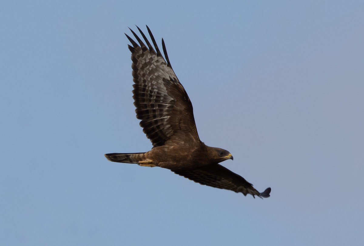 European Honey-buzzard - ML643096228