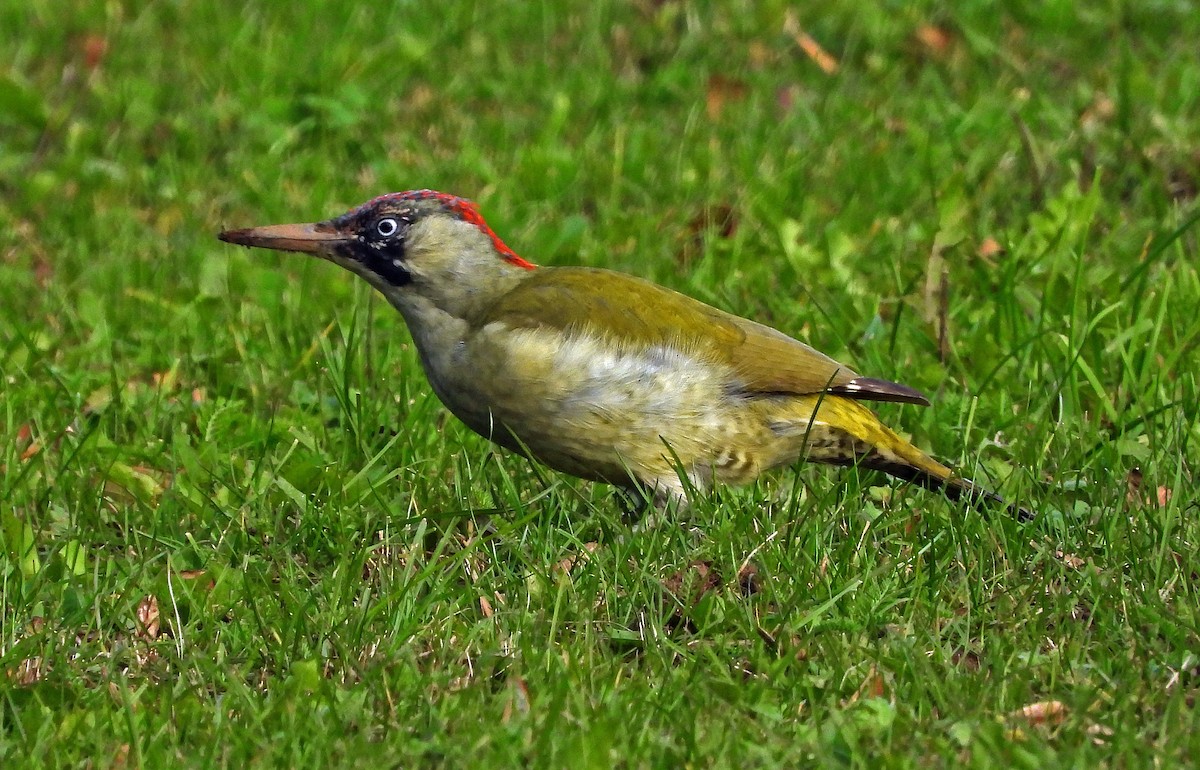 Eurasian Green Woodpecker - ML643096237