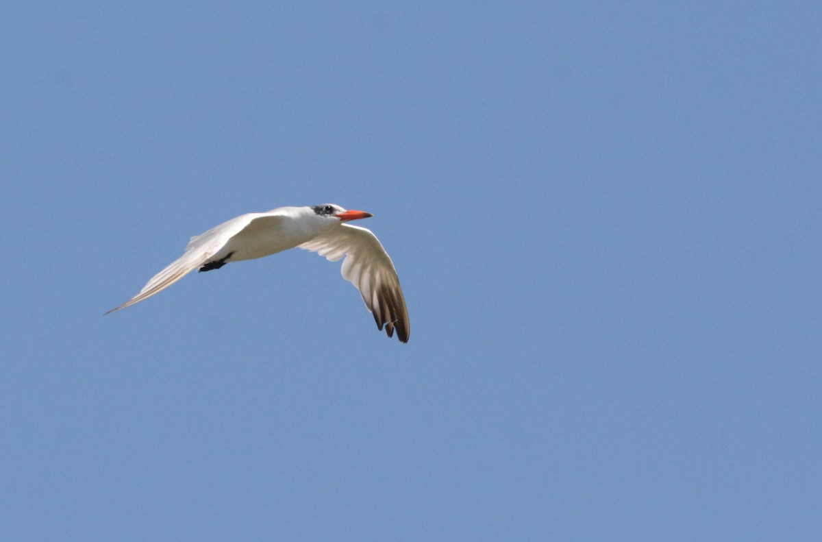 Caspian Tern - ML643096240