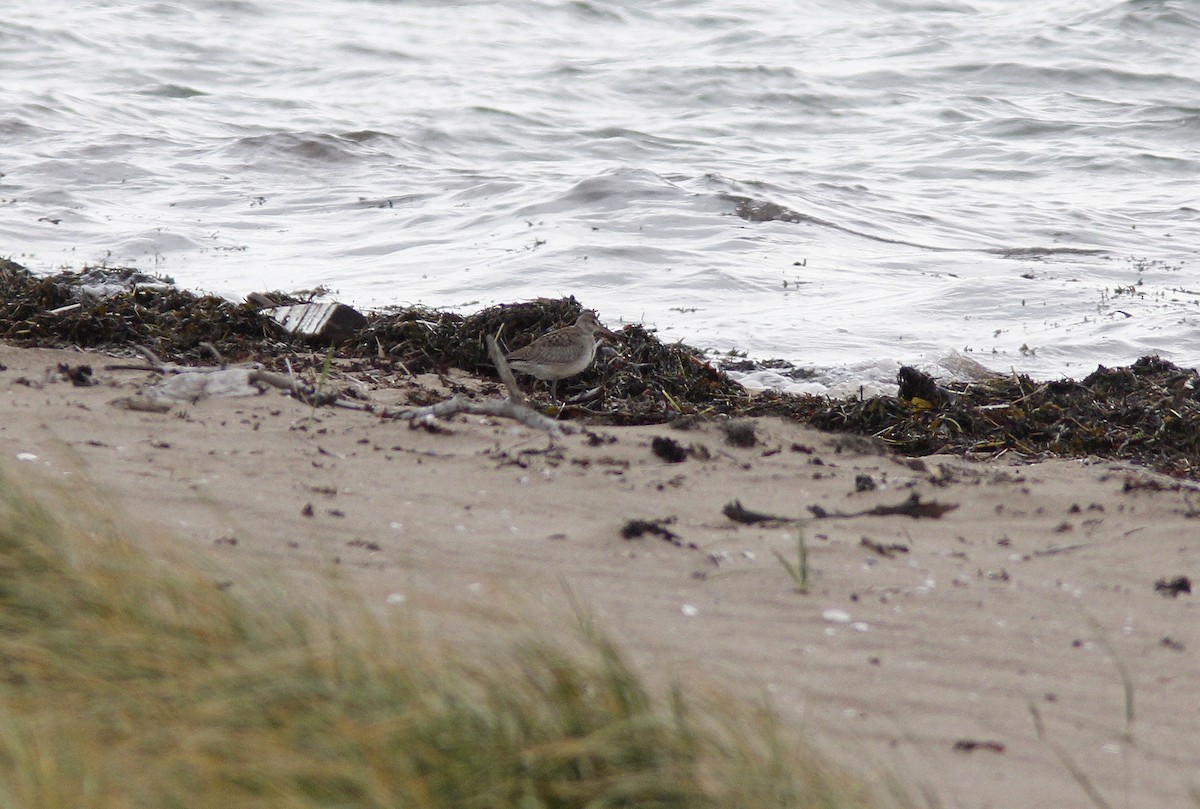 Hudsonian Godwit - ML643096250