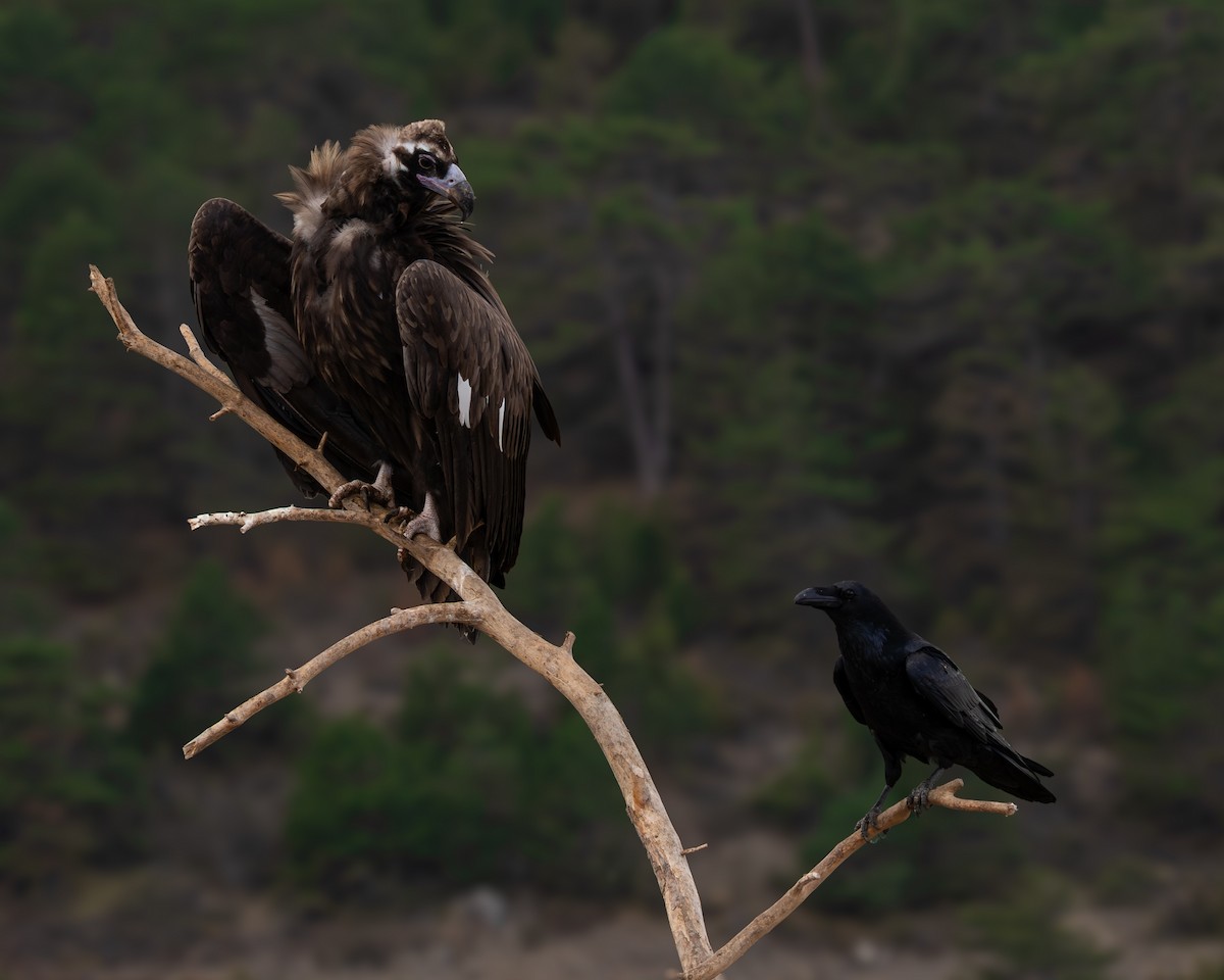 sup hnědý - ML643096265