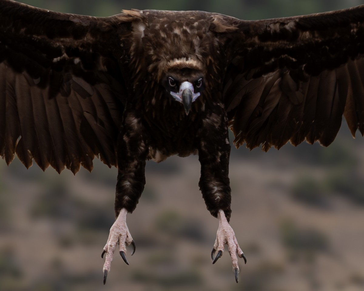 sup hnědý - ML643096266