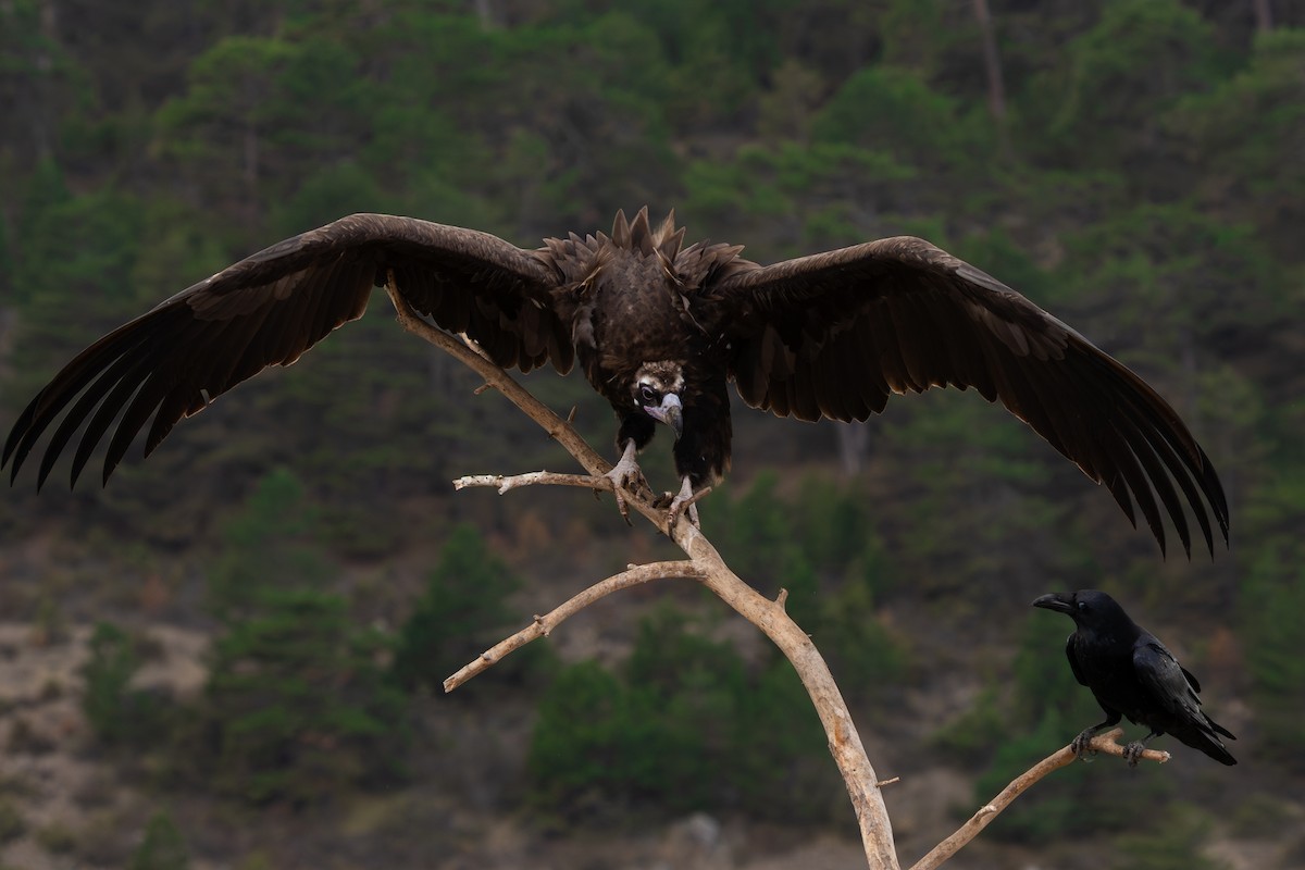 sup hnědý - ML643096267