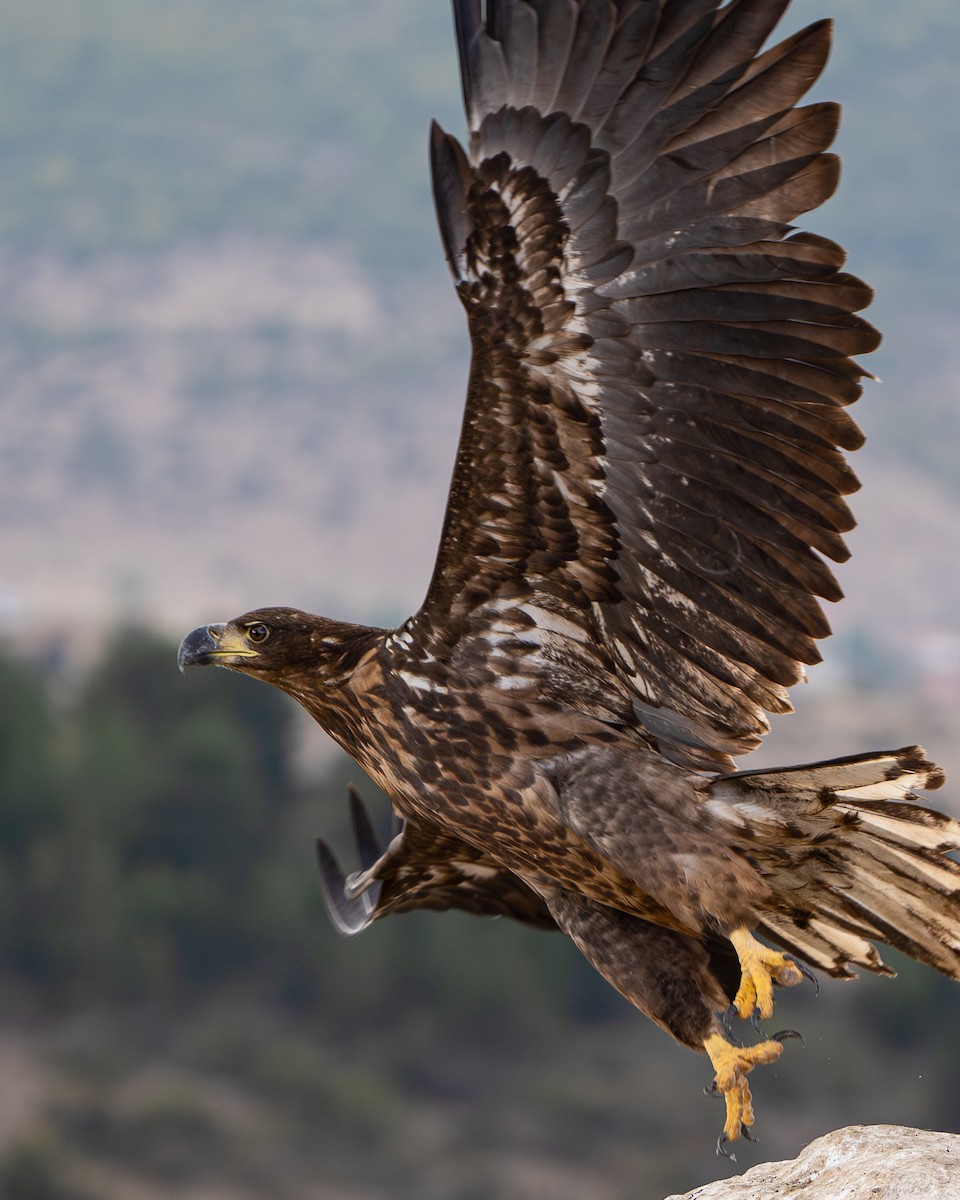 orel mořský - ML643096276