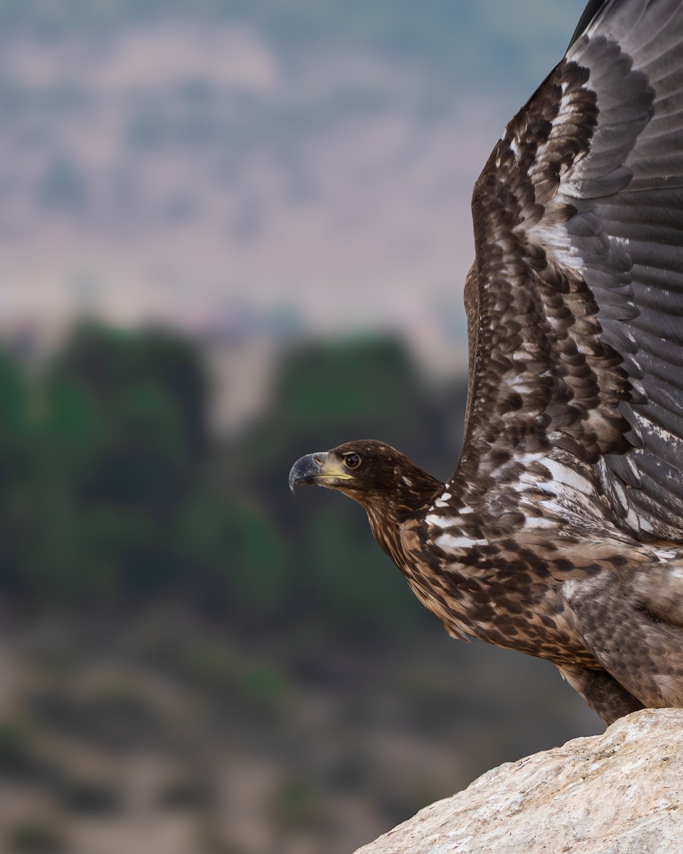 orel mořský - ML643096277