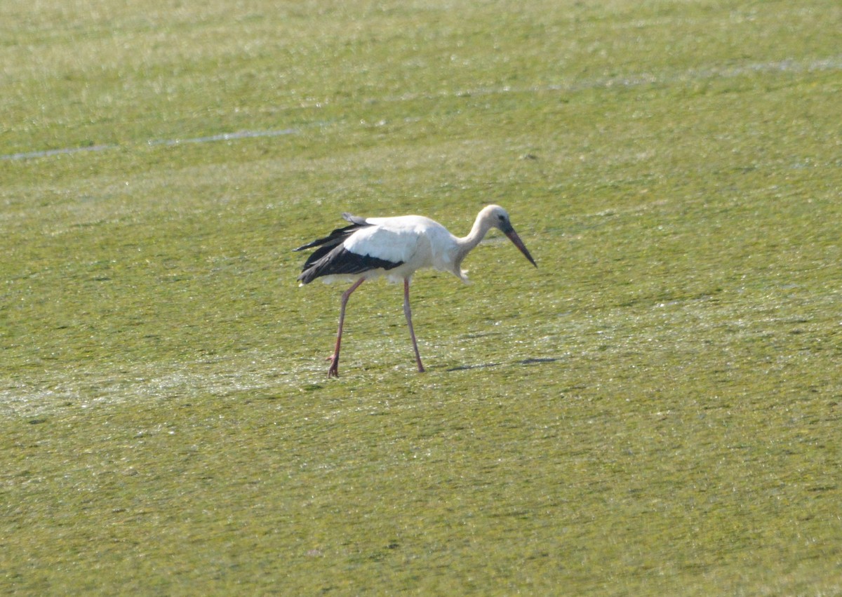 stork - ML643096280