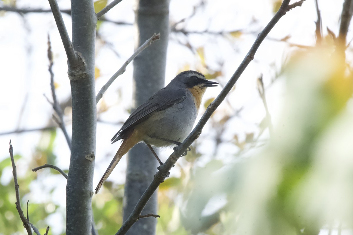 Cape Robin-Chat - ML643096281