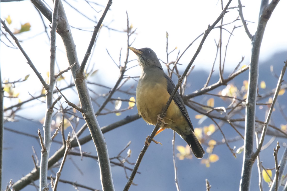 Olive Thrush - ML643096283