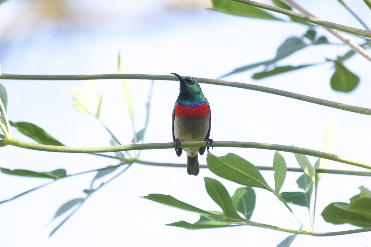 Southern Double-collared Sunbird - ML643096293