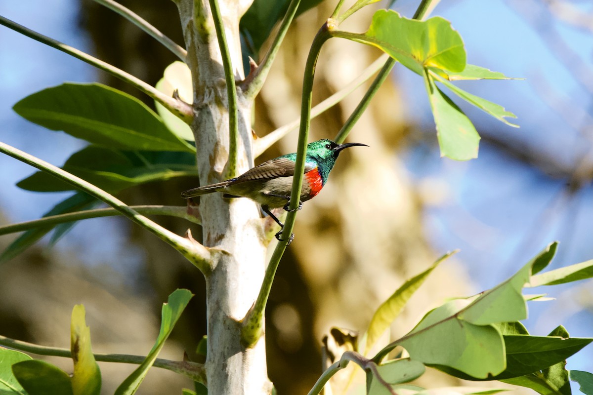 Southern Double-collared Sunbird - ML643096294