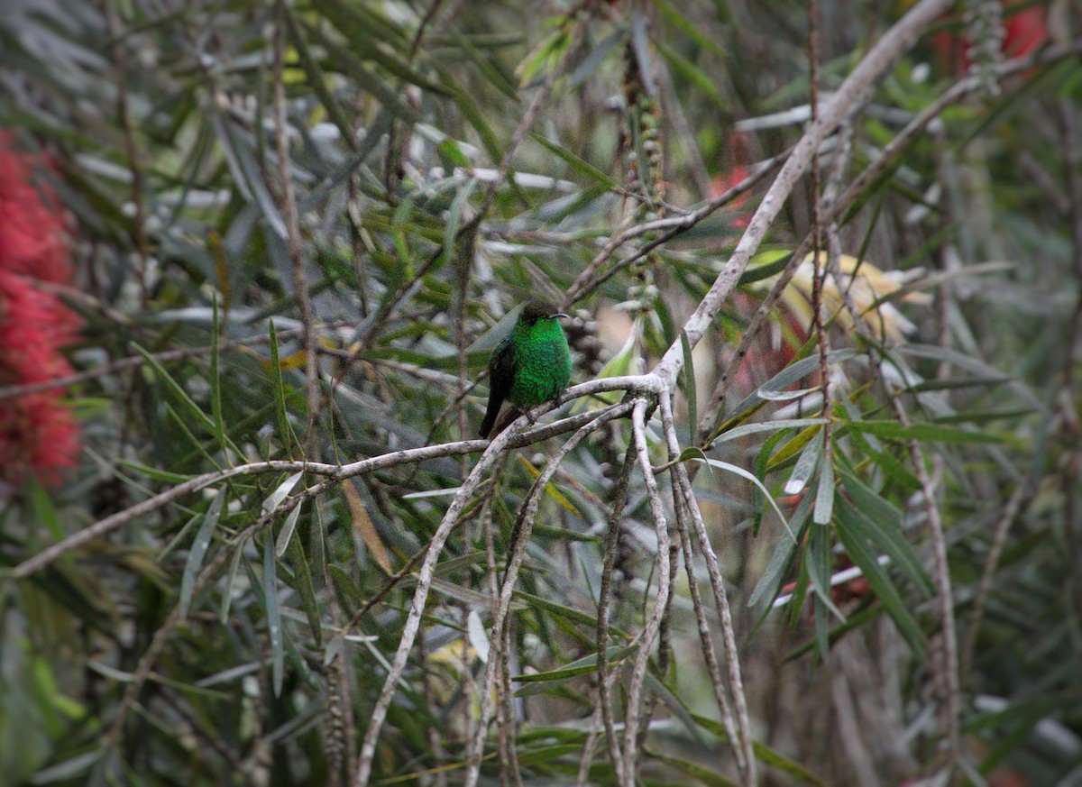 Colibri à tête cuivrée - ML643096295