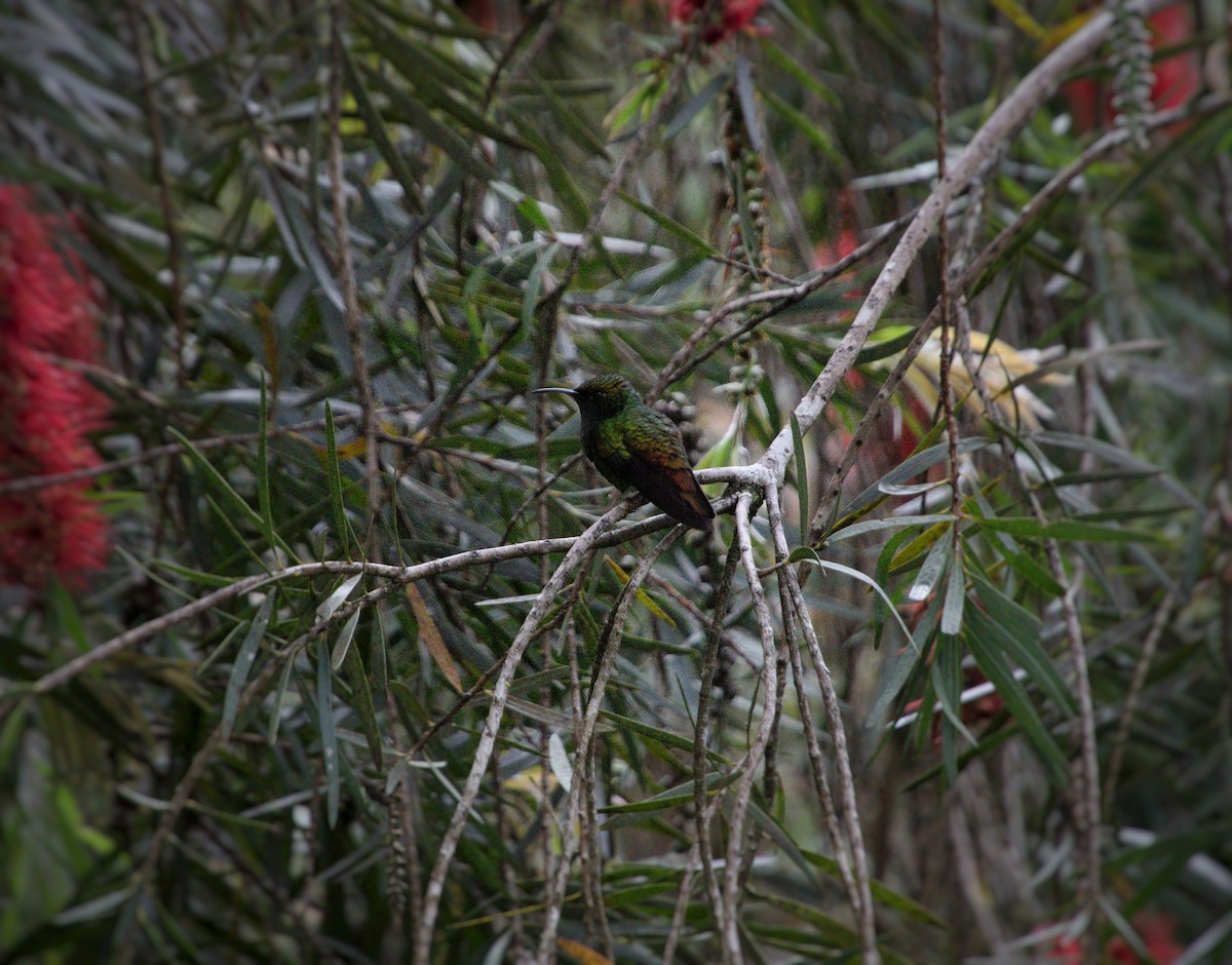 Colibri à tête cuivrée - ML643096296