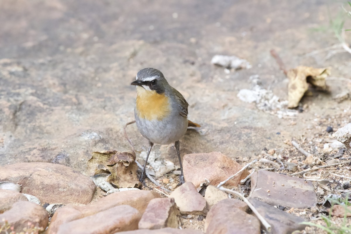 Cape Robin-Chat - ML643096297