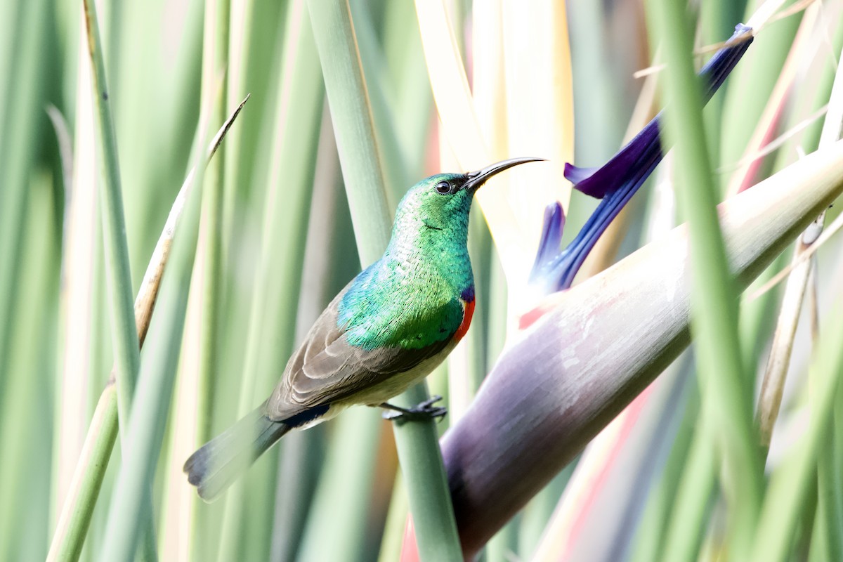 Southern Double-collared Sunbird - ML643096306